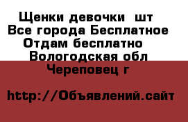 Щенки девочки 4шт - Все города Бесплатное » Отдам бесплатно   . Вологодская обл.,Череповец г.